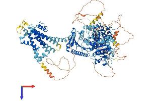 AlphaFold protein structure predicition of Human Recombinant KCNT1 Protein, UniprotID Q5JUK3