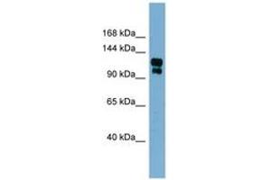 Image no. 1 for anti-Transient Receptor Potential Cation Channel, Subfamily A, Member 1 (TRPA1) (AA 539-588) antibody (ABIN6741957) (TRPA1 anticorps  (AA 539-588))