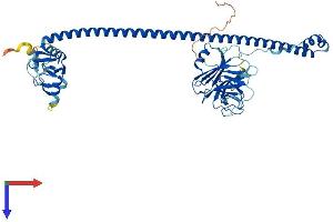 AlphaFold protein structure predicition of Human Recombinant TRIM58 Protein, UniprotID Q8NG06