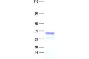Validation with Western Blot