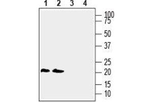 Western blot analysis of human THP-1 monocytic leukemia cell line lysate (lanes 1 and 3) and human Jurkat T-cell leukemia cell line lysate (lanes 2 and 4): - 1, 2. (LYNX1 anticorps  (Extracellular, N-Term))