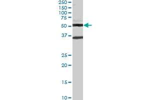 STAU2 monoclonal antibody (M04), clone 1B9. (Double-stranded RNA-binding protein Staufen homolog 2 (STAU2) (AA 2-90) anticorps)