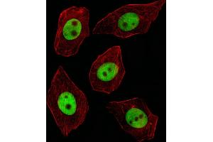Fluorescent image of A549 cell stained with GTF2I Antibody (C-term) (ABIN390868 and ABIN2841085)/SA091106AV.