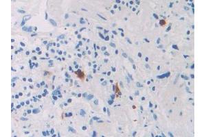 Used in DAB staining on fromalin fixed paraffin- embedded kidney tissue (RNASE8 anticorps  (AA 19-154))