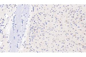 Detection of GPC1 in Mouse Cerebrum Tissue using Polyclonal Antibody to Glypican 1 (GPC1)