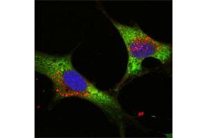 Image no. 1 for anti-Lin-28 Homolog A (C. Elegans) (LIN28A) (AA 93-209) antibody (ABIN466777) (LIN28A anticorps  (AA 93-209))