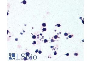 ABIN184887 (5µg/ml) staining of paraffin embedded Human Peripheral Blood Leukocytes. (NLRP3 anticorps  (C-Term))