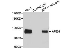 Immunoprecipitation analysis of 100ug extracts of SW480 cells using 3ug APEH antibody. (APEH anticorps)