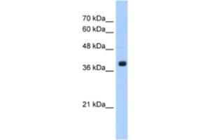 Western Blotting (WB) image for anti-Farnesyltransferase, CAAX Box, alpha (FNTA) antibody (ABIN2463191) (FNTA anticorps)