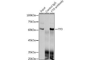 Immunoprecipitation analysis of 300 μg extracts of 293T cells using 3 μg FTO antibody (ABIN1679842, ABIN3018203, ABIN3018204 and ABIN7101583). (FTO anticorps)