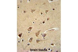 GPC5 Antibody (N-term) immunohistochemistry analysis in formalin fixed and paraffin embedded human brain tissue followed by peroxidase conjugation of the secondary antibody and DAB staining. (GPC5 anticorps  (N-Term))