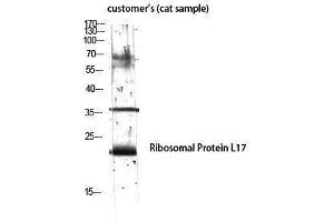 Western Blotting (WB) image for anti-Ribosomal Protein L17 (RPL17) (Internal Region) antibody (ABIN3177231) (RPL17 anticorps  (Internal Region))