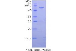 SDS-PAGE analysis of Rat Angiotensinogen Protein. (AGT Protéine)