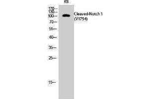 Western Blotting (WB) image for anti-Notch 1 (NOTCH1) (cleaved), (Val1754) antibody (ABIN3181819) (Notch1 anticorps  (cleaved, Val1754))