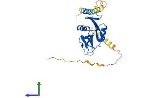 AlphaFold protein structure predicition of Human Recombinant KLRC1 Protein, UniprotID P26715