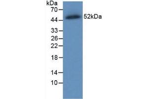 Western blot analysis of recombinant Human FPN. (SLC40A1 anticorps  (AA 127-321))