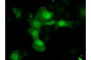 Immunofluorescence (IF) image for anti-Aldo-Keto Reductase Family 1, Member A1 (Aldehyde Reductase) (AKR1A1) antibody (ABIN1496539) (AKR1A1 anticorps)