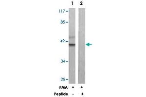 Western blot analysis of extracts from HeLa cells, treated with PMA (125 ng/mL, 30 mins), using C5AR1 polyclonal antibody .