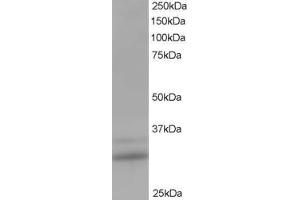 ABIN185205 staining (1 ug/ml) of Human Lung lysate (RIPA buffer, 35 ug total protein per lane). (HIV-1 Tat Interactive Protein 2, 30kDa (HTATIP2) (N-Term) anticorps)