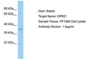 Image no. 1 for anti-G Protein-Coupled Receptor 21 (GPR21) (AA 197-246) antibody (ABIN6750101) (GPR21 anticorps  (AA 197-246))
