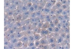 Detection of PROZ in Mouse Liver Tissue using Polyclonal Antibody to Protein Z (PROZ)