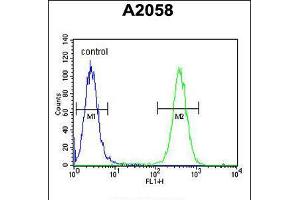 Flow cytometric analysis of A2058 cells (right histogram) compared to a negative control cell (left histogram). (FKBP10 anticorps  (C-Term))