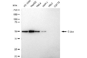 Western blotting analysis using C-Jun antibody (ABIN7799150). (C-JUN anticorps)