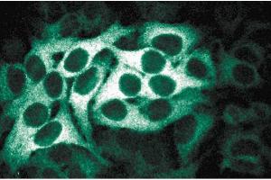 Immunofluorescence staining of HeLa cells (Human cervical epitheloid carcinoma, ATCC CCL-2. (BUB1B anticorps  (AA 276-388))