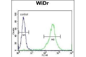 FB Antibody (N-term) (ABIN390878 and ABIN2841092) flow cytometric analysis of WiDr cells (right histogram) compared to a negative control cell (left histogram). (FAM3B anticorps  (N-Term))