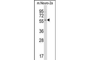Mouse Acvr2b Antibody (Center) (ABIN657829 and ABIN2846796) western blot analysis in mouse Neuro-2a cell line lysates (35 μg/lane). (ACVR2B anticorps  (AA 148-176))