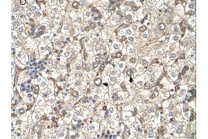 ST3GAL4 antibody was used for immunohistochemistry at a concentration of 4-8 ug/ml. (ST3GAL4 anticorps  (Middle Region))