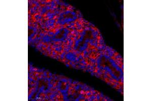 Immunofluorescence analysis of paraffin embedded mouse embryonic mouse using PLXNC1 (ABIN7075109) at dilution of 1: 650