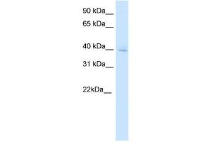 WB Suggested Anti-DMBX1 Antibody Titration:  0. (DMBX1 anticorps  (Middle Region))
