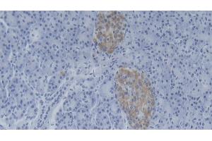 Detection of NMES1 in Human Pancreas Tissue using Polyclonal Antibody to Normal Mucosa Of Esophagus Specific 1 (NMES1) (NMES1 anticorps  (AA 1-83))