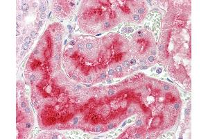 Anti-ALPL / Alkaline Phosphatase antibody IHC staining of human kidney.