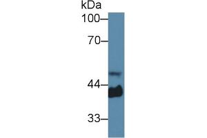 Western Blot; Sample: Mouse Serum; Primary Ab: 1µg/ml Rabbit Anti-Mouse Hpt Antibody Second Ab: 0. (Haptoglobin anticorps  (AA 70-332))