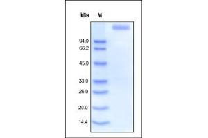 Human Leptin R, Fc Tag on SDS-PAGE under reducing (R) condition.
