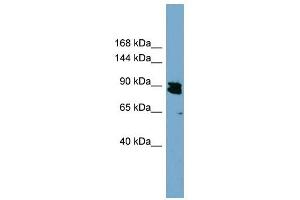 KIAA0317 antibody used at 1 ug/ml to detect target protein. (AREL1 anticorps  (N-Term))