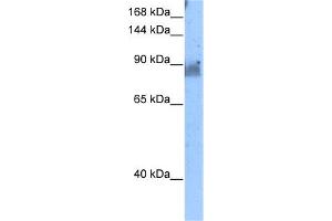 WB Suggested Anti-NELL2 Antibody Titration:  5. (NELL2 anticorps  (N-Term))