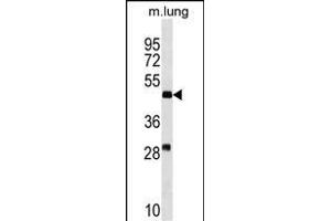 RN Antibody (N-term) (ABIN1539491 and ABIN2849873) western blot analysis in mouse lung tissue lysates (35 μg/lane).