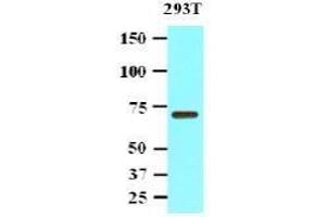 Western Blotting (WB) image for anti-Protein Phosphatase, Mg2+/Mn2+ Dependent, 1G (PPM1G) (AA 317-546) antibody (ABIN317552) (PPM1G anticorps  (AA 317-546))