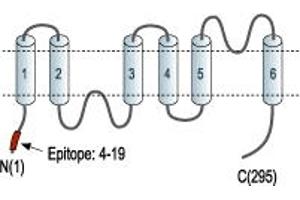 anti-Aquaporin 9 (AQP9) (AA 4-19), (Intracellular), (N-Term) antibody