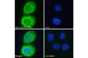 ABIN185339 Immunofluorescence analysis of paraformaldehyde fixed A431 cells, permeabilized with 0. (PD-L1 anticorps  (C-Term))