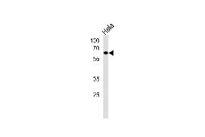 Western blot analysis in Hela cell line lysates (35ug/lane).