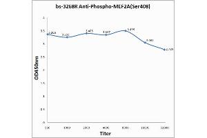 Antigen: 0. (MEF2A anticorps  (pSer408))