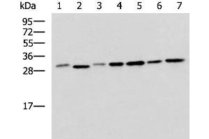 Western blot analysis of 293T LO2 Hela and Jurkat cell lysates using EXOSC4 Polyclonal Antibody at dilution of 1:650 (EXOSC4 anticorps)
