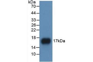 Western blot analysis of recombinant Human APOA1. (APOA1 anticorps  (AA 122-267))