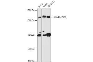 Western blot analysis of extracts of various cell lines, using KDM1 / LSD1 antibody (ABIN7268324) at 1:1000 dilution.