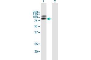 Western Blot analysis of NTRK2 expression in transfected 293T cell line by NTRK2 MaxPab polyclonal antibody. (TRKB anticorps  (AA 1-477))