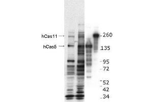 Image no. 1 for anti-Castor Zinc Finger 1 (CASZ1) (Internal Region) antibody (ABIN1100437) (CASZ1 anticorps  (Internal Region))